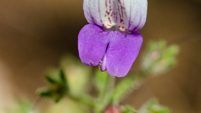 Collinsia linearis Narrowleaf blue eyed mary, Collinsia linearis