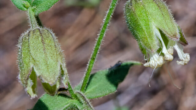 Silene greenei subsp. angustifolia (Silene campanulata) Red Mountain catchfly, Silene campanulata / Silene greenei subsp. angustifolia