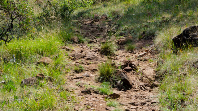 Wanders down the hillside, look for patches of flowers tucked in low spots Little Falls Trail. Wanders down the hillside, look for patches of flowers tucked in low spots