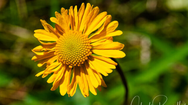 Helenium bigelovii Bigelow's sneezeweed, Helenium bigelovii