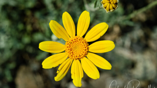 Eriophyllum lanatum var. integrifolium Oregon sunshine, Eriophyllum lanatum var. integrifolium