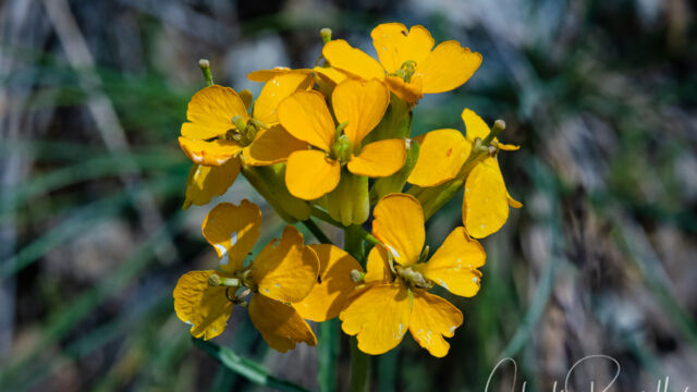 Erysimum capitatum Sanddune wallflower, Erysimum capitatum