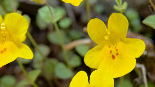 Erythranthe guttata Seep monkeyflower, Erythranthe guttata