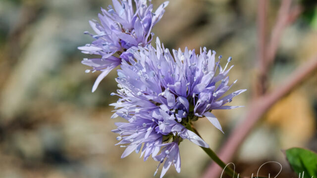 Gilia capitata Bluehead gilia, Gilia capitata