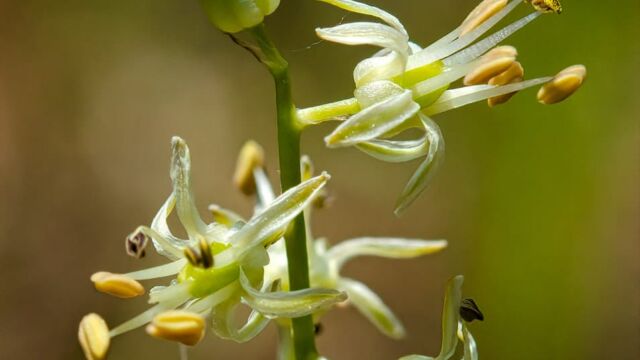 Hastingsia alba White rushlily, Hastingsia alba