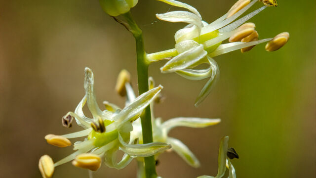 Hastingsia alba White rushlily, Hastingsia alba
