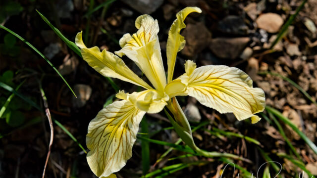 Iris bracteata Siskiyou Iris, Iris bracteata