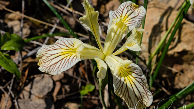 Iris chrysophylla Yellowleaf Iris, Iris chrysophylla