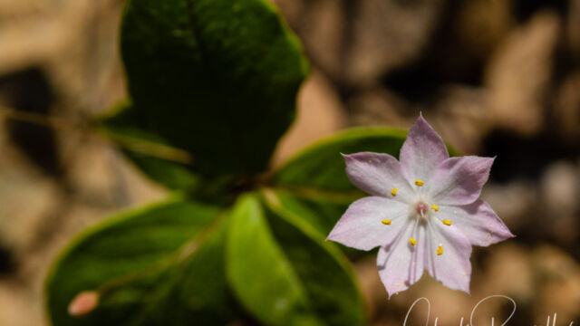 Lysimachia latifolia Pacific starflower, Lysimachia latifolia
