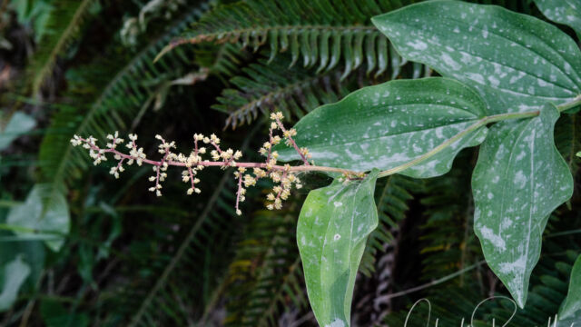 Maianthemum racemosum Feathery false lily of the valley, Maianthemum racemosum