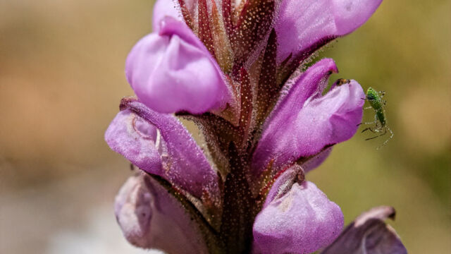 Orthocarpus bracteosus Rosy owl's clover, Orthocarpus bracteosus