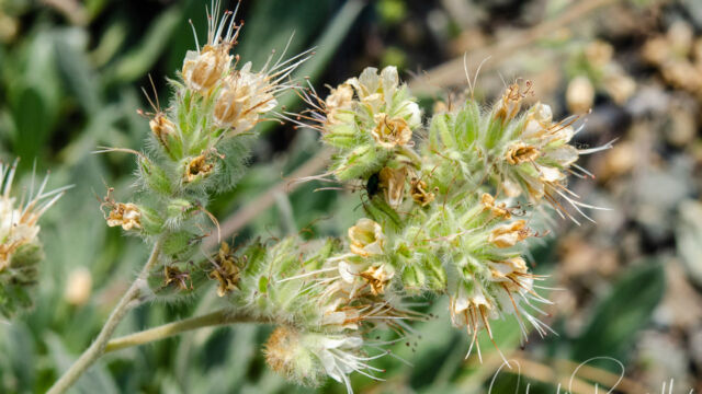 Phacelia corymbosa Serpentine phacelia, Phacelia corymbosa