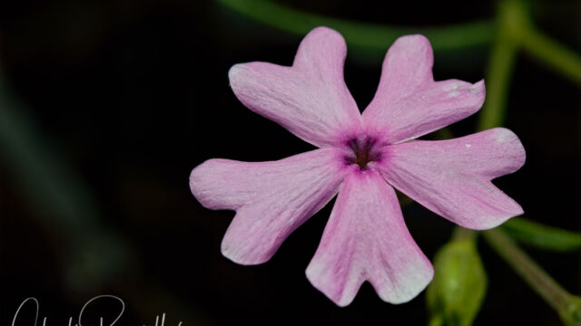Phlox speciosa Showy phlox, Phlox speciosa