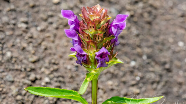 Prunella vulgaris Selfheal, Prunella vulgaris