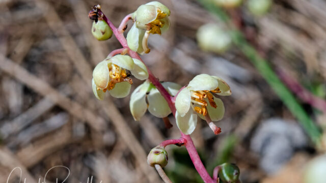 Pyrola asarifolia, or Pyrola picta possibly? Wintergreen spp, Pyrola asarifolia, or Pyrola picta