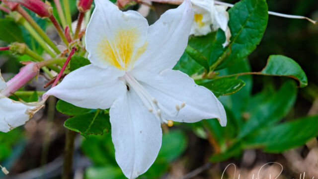 Rhododendron occidentale Western Azalea, Rhododendron occidentale