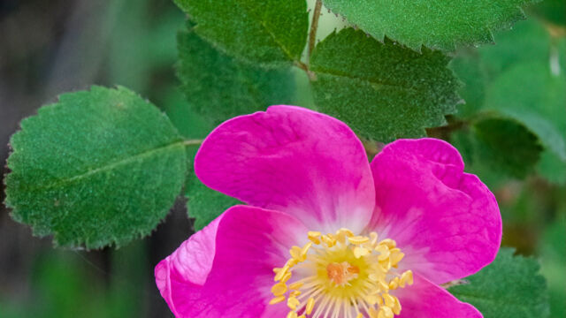 Rosa gymnocarpa Dwarf rose, Rosa gymnocarpa