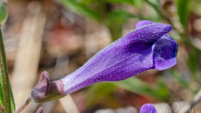Scutellaria antirrhinoides Snapdragon skullcap, Scutellaria antirrhinoides