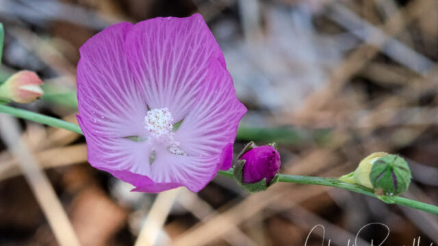 Sidalcea asprella Dwarf checkerbloom, Sidalcea asprella