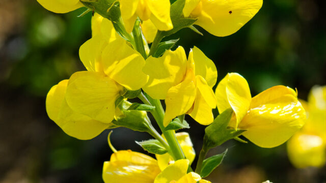 Thermopsis gracilis Slender goldenbanner, Thermopsis gracilis