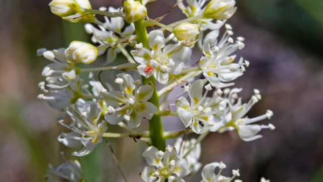 Toxicoscordion venenosum Meadow deathcamas, Toxicoscordion venenosum