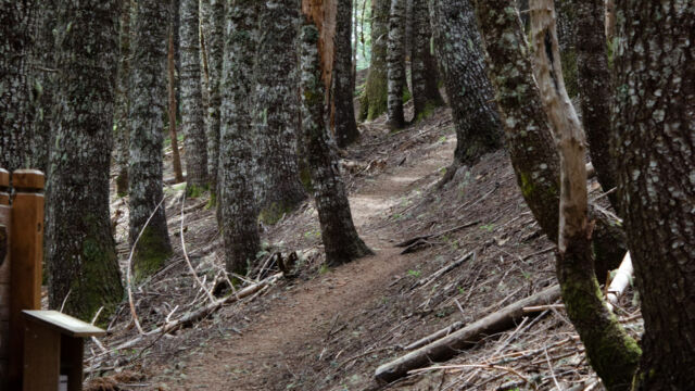 Entering the forest at the top of the summit trail, heading towards the Meadowedge trail, where you will find a stand of Noble Fir. Entering the forest at the top of the summit trail, heading towards the Meadowedge trail, where you will find a stand of Noble Fir.