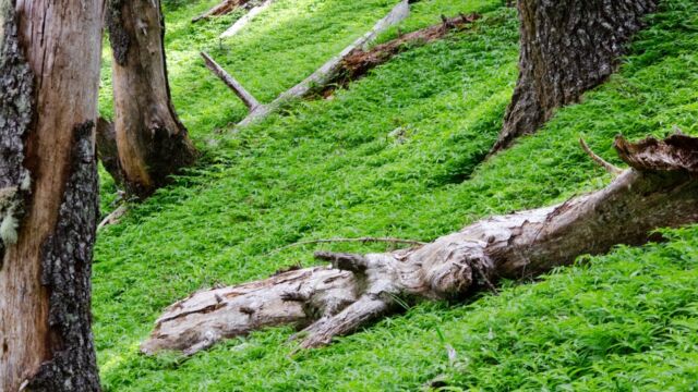 Nobel fir with carpets of False lily of the valley on the Meadowedge trail Nobel fir with carpets of False lily of the valley on the Meadowedge trail