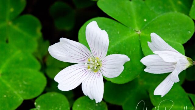 Oxalis oregana Redwood sorrel, Oxalis oregana