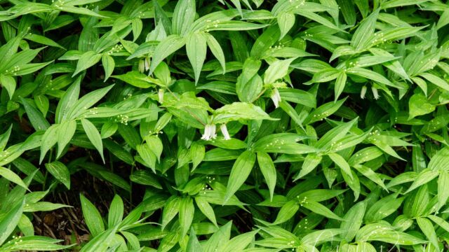 Fairy lanterns in bed of false lily of the valley