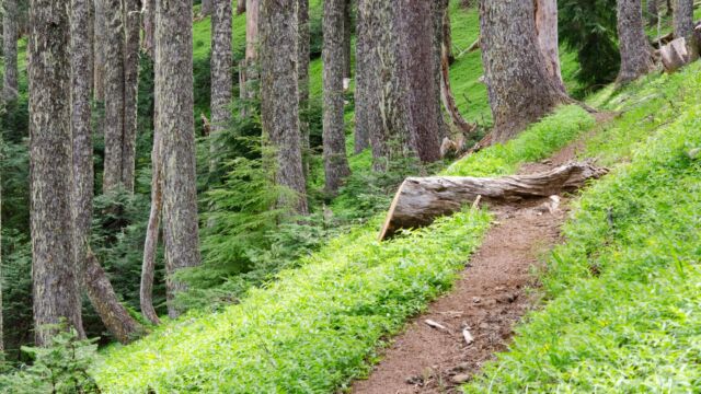 Noble fir on the upper portion of the Meadowedge trail with masses of lily of the valley, dotted with redwood violets Noble fir on the upper portion of the Meadowedge trail with masses of lily of the valley, dotted with redwood violets