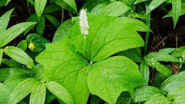 Achlys triphylla Vanilla leaf, Achlys triphylla