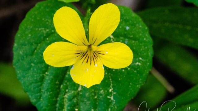 Viola sempervirens Redwood violet, Viola sempervirens