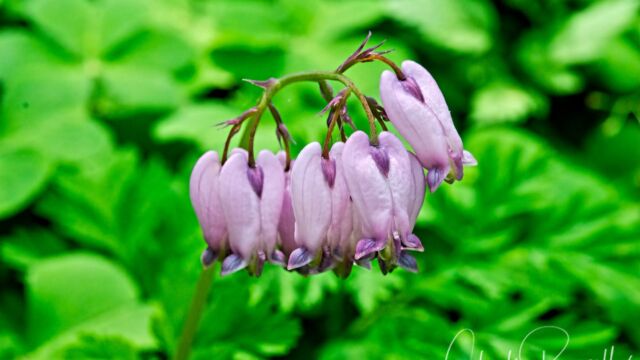 Dicentra formosa Pacific bleedingheart, Dicentra formosa