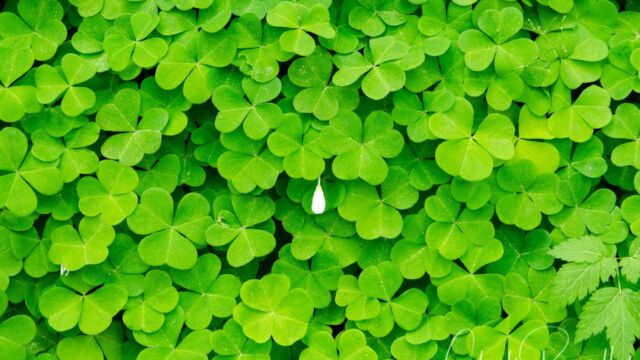 Masses of Redwood sorrel on the Meadow Edge trail
