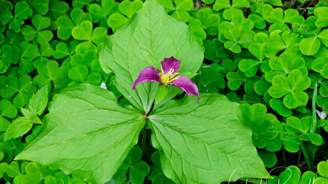 Trillium ovatum Western trillium, Trillium ovatum