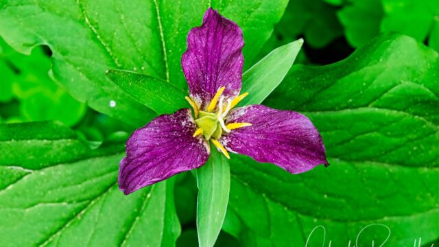 Trillium ovatum Western trillium, Trillium ovatum