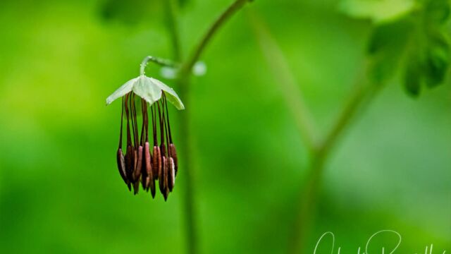 halictrum occidentale, male plant Western meadowrue, Thalictrum occidentale, male plant