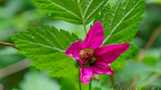Rubus spectabilis Salmonberry, Rubus spectabilis