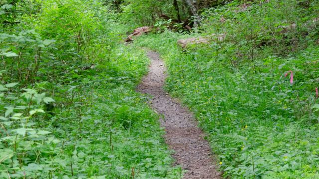 Riparian section of the Meadowedge trail, starting to climb back up the hill Riparian section of the Meadowedge trail, starting to climb back up the hill