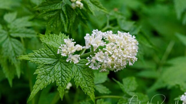 Actaea rubra Red Baneberry, Actaea rubra