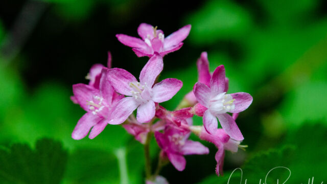 Ribes sanguineum Red flowering currant, Ribes sanguineum
