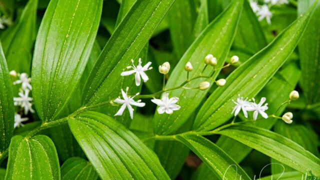 Maianthemum stellatum Starry false lily of the valley, Maianthemum stellatum