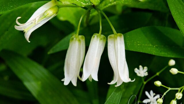 Prosartes smithii Fairy lanterns, Prosartes smithii