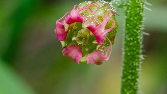 Tellima grandiflora Fringe cups, Tellima grandiflora