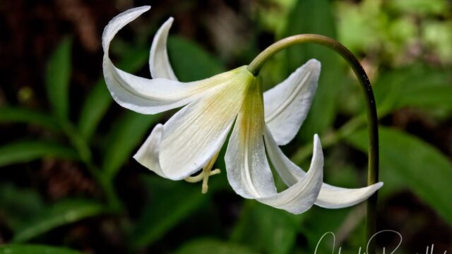 Erythronium oregonum Oregon fawn lily, Erythronium oregonum