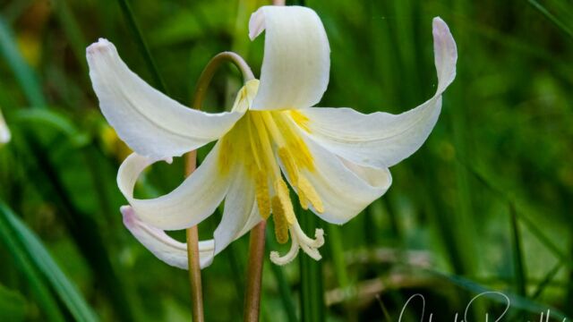 Erythronium oregonum Oregon fawn lily, Erythronium oregonum