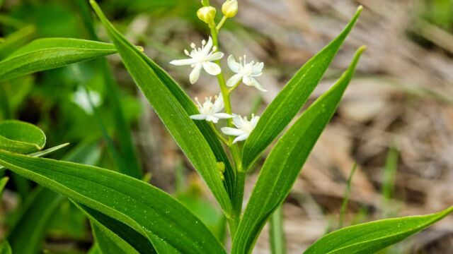 Maianthemum stellatum Starry false lily of the valley, Maianthemum stellatum