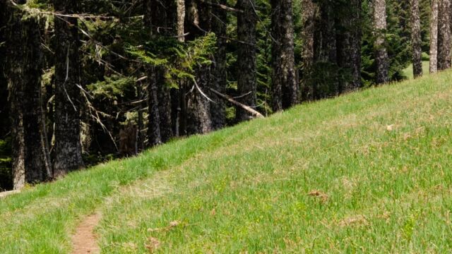 The end of the Meadowedge trail, where it runs along the edge of the meadow and noble fir forest The end of the Meadowedge trail, where it runs along the edge of the meadow and noble fir forest