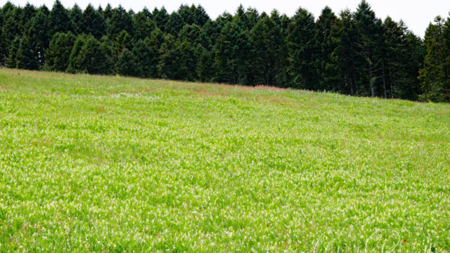 Masses of Starry false lily of the valley The meadow at the end of the Meadow Edge trail, with masses of Starry false lily of the valley