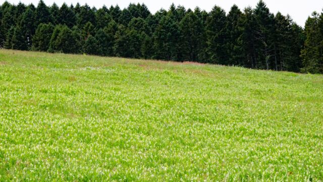 Masses of Starry false lily of the valley The meadow at the end of the Meadow Edge trail, with masses of Starry false lily of the valley
